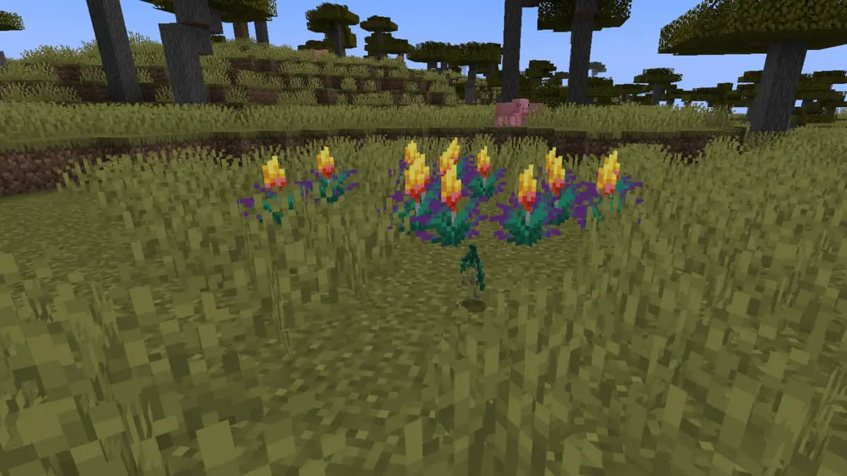Cómo conseguir semillas de Torchflower en Minecraft